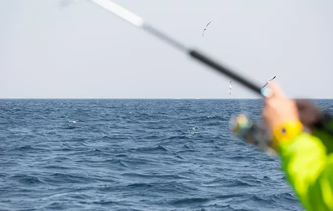 山口県には釣りごたえのある魚種が豊富。